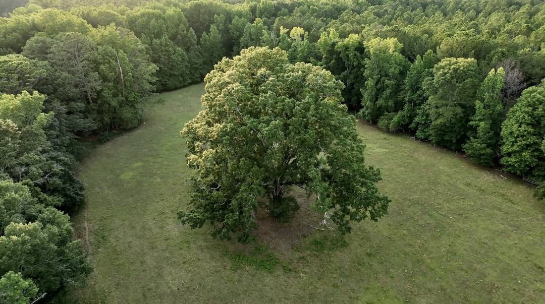 Open pasture under a wide sky