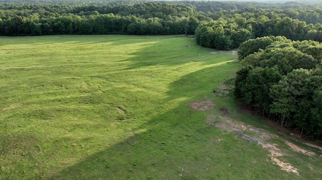 Pasture meeting the woodland treeline
